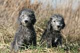 BEDLINGTON TERRIER 121